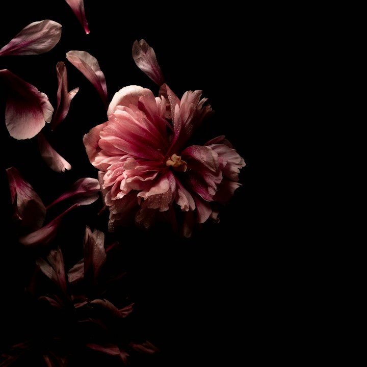 Peony and scattered petals on black
