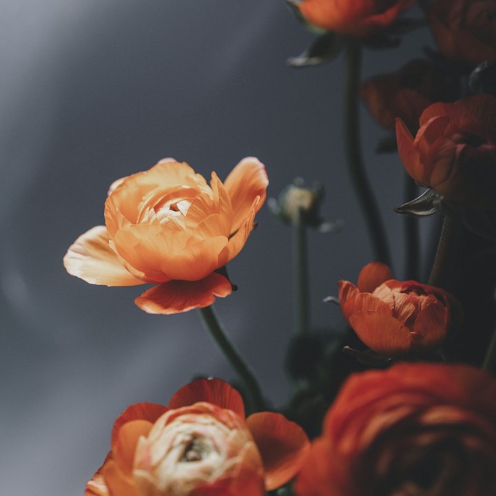 Apricot ranunculus on a grey ground